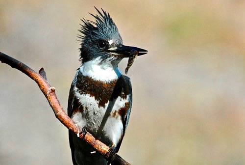 belted kingfisher (Megaceryle alcyon), juvenile female by adwsocial is licensed under CC BY 2.0  Original by Menke, Dave, USFWS